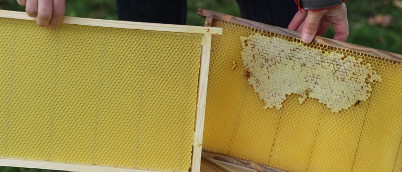Två plattor från en bikupa