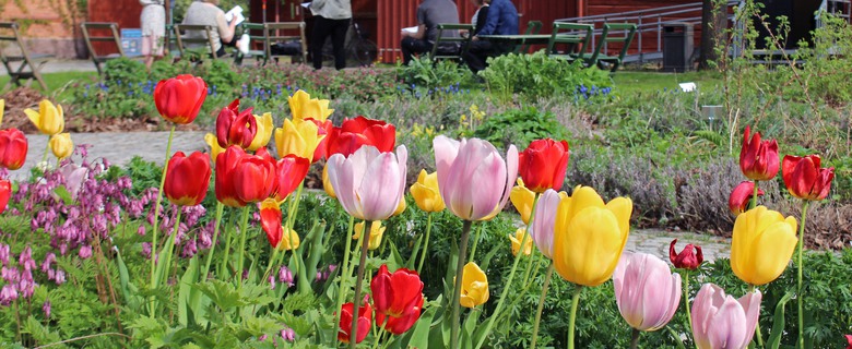 Tulpaner på Museigården