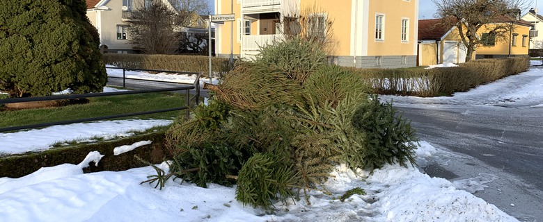 Gamla julgranar på hög för att hämtas.
