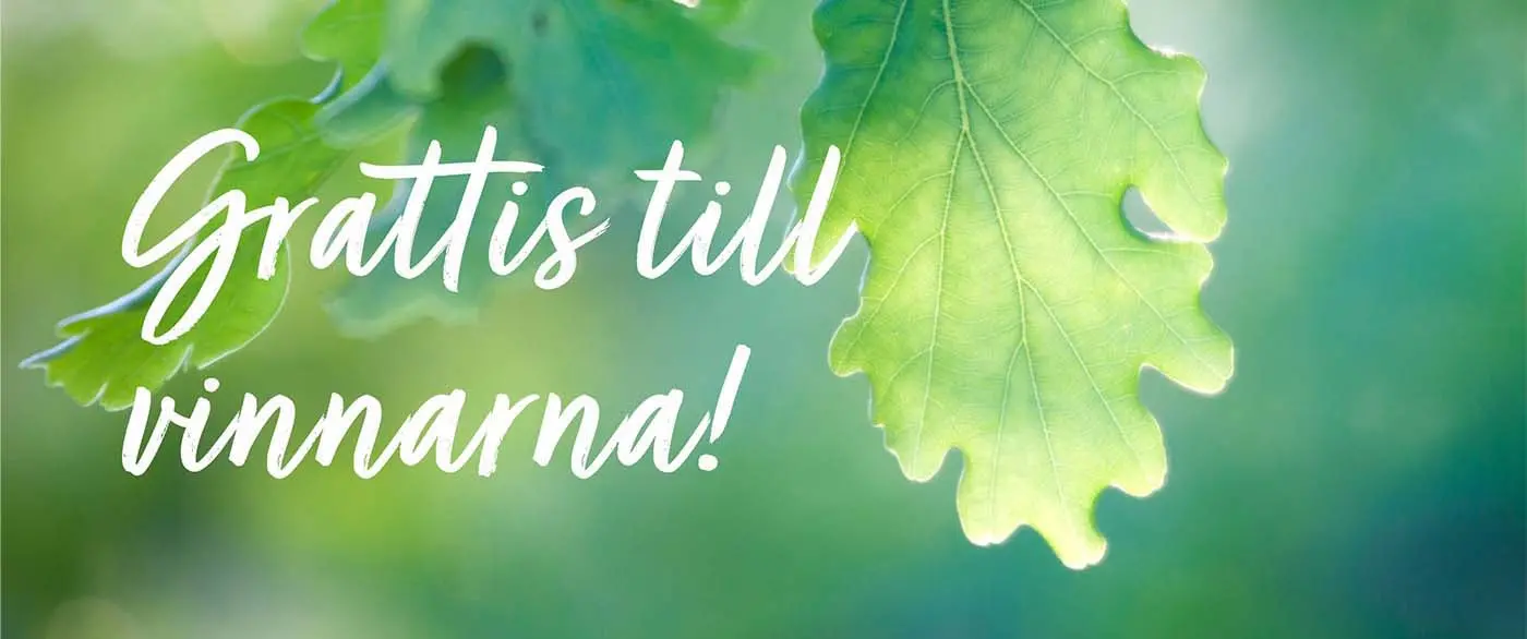 Närbild av eklöv och texten: Grattis till vinnarna!