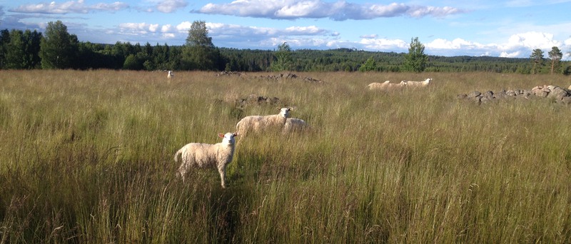 Några vita får som går på en äng med högt gräs.