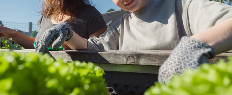 Två tjejer som rensar i en pallkrage.